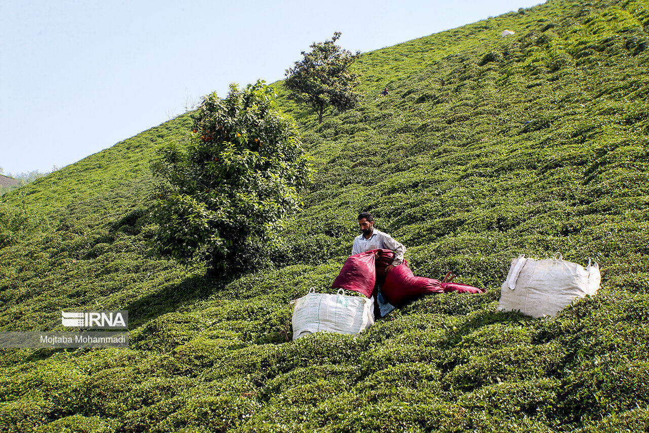 Iran reports 21% increase in tea production