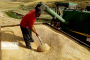 ۵۶ هزار تُن گندم از کشاورزان مهاباد خریداری شد