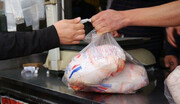 تولید مرغ مازاد ۱۳ هزار میلیارد ریال به اقتصاد لرستان کمک کرد