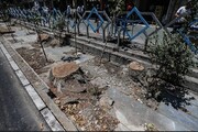 فرماندار بجنورد: با عاملان قطع درختان خیابان نادر برخورد می‌شود