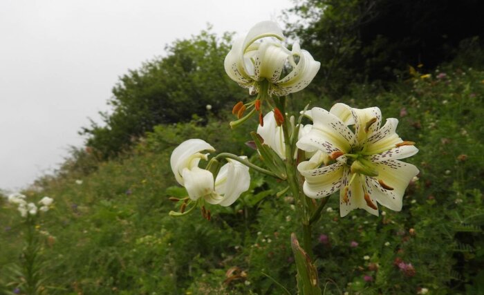 سفره تابستانی جنگل فندقلوی نمین برای گردشگران