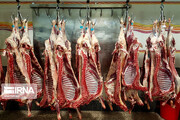 بیش از پنج هزار تن گوشت گرم گوسفندی تنظیم بازار در مشهد توزیع شد