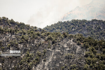 ۵۰ هکتار از جنگل‌های آلان سردشت در آتش سوخت