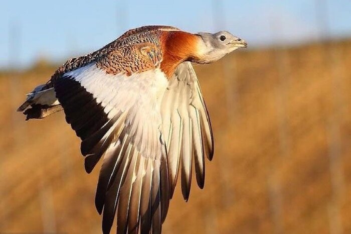 آییننامه ساماندهی آثار طبیعی به زودی ابلاغ میشود