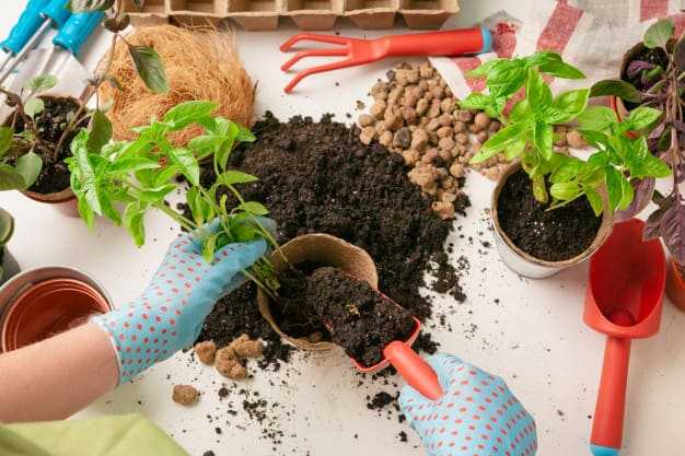 نکات مهم درباره کود مناسب گیاهان آپارتمانی