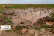 سیل ۸۵۰ میلیارد ریال به کشاورزی خراسان‌شمالی خسارت زد