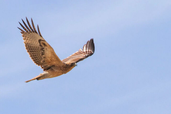 رهایی یک  عقاب پرپا در پارک ملی بمو شیراز