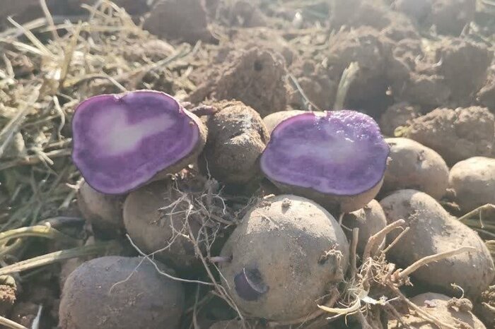 سیبزمینی بنفش برای اولین بار در کرمانشاه کشت شد + عکس و فیلم