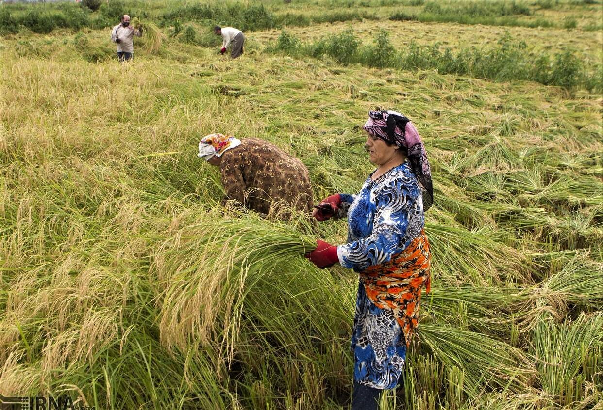 حلاوت به ثمر رسیدن خوشه‌های برنج گیلان با مدیریت صحیح آب کشاورزی