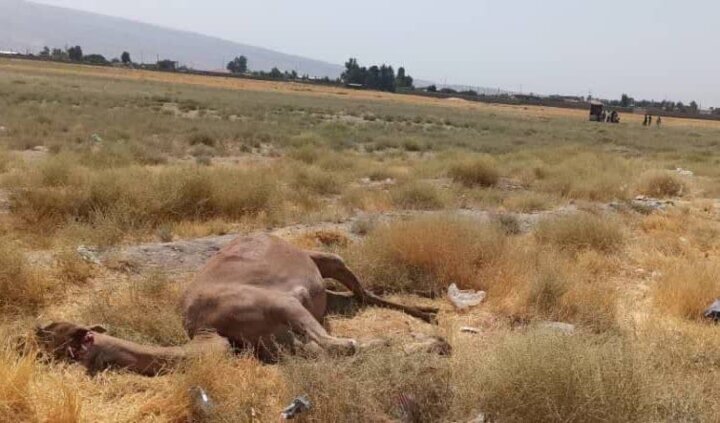 برخورد با شتر جان یک نفر را در شیراز گرفت