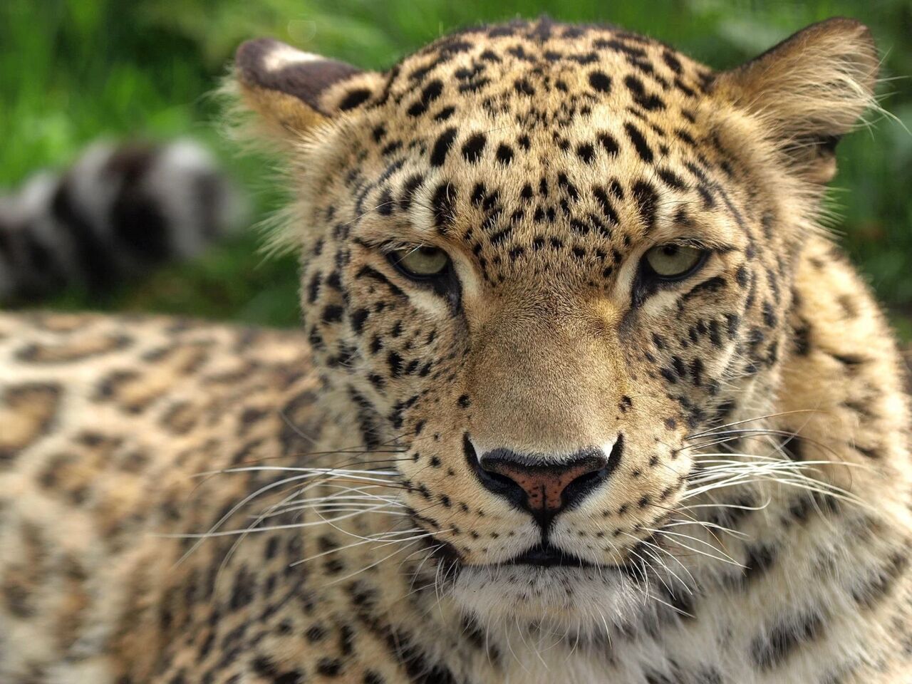 Persian Leopard seen in good health in northern Iranian forest