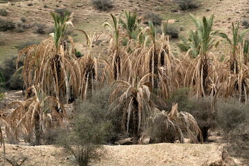 نخلداران خسارت دیده ریگان را دریابید