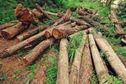 کشف ۱۵ تن چوب قاچاق جنگلی در باغ کیوی عباس‌آباد