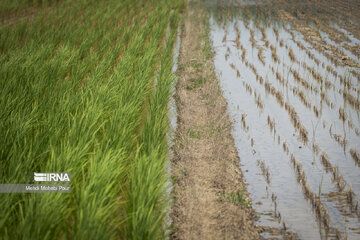 امکان تامین آب برای کشت دوم برنج در مازندران وجود ندارد