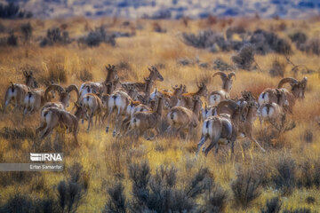 Iran : biodiversité dans le parc national de Bemo au sud-ouest