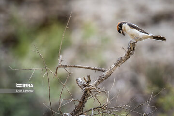 Iran : biodiversité dans le parc national de Bemo au sud-ouest