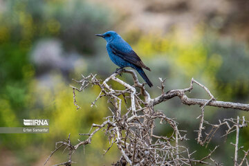 Iran : biodiversité dans le parc national de Bemo au sud-ouest