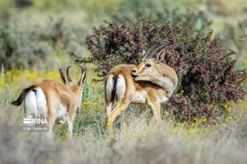 Iran : biodiversité dans le parc national de Bemo au sud-ouest