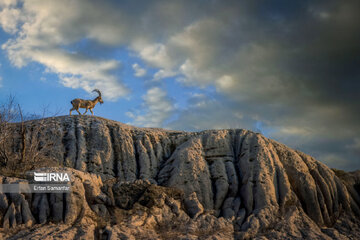 Iran : biodiversité dans le parc national de Bemo au sud-ouest