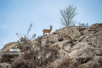 Iran : biodiversité dans le parc national de Bemo au sud-ouest