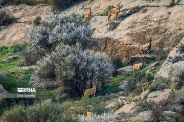 Iran : biodiversité dans le parc national de Bemo au sud-ouest