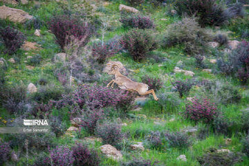 Iran : biodiversité dans le parc national de Bemo au sud-ouest