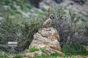 Iran : biodiversité dans le parc national de Bemo au sud-ouest