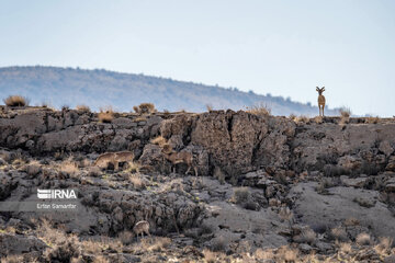 Iran : biodiversité dans le parc national de Bemo au sud-ouest