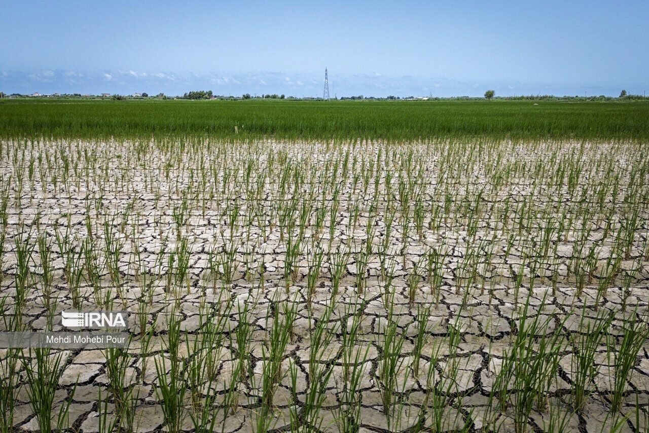 گلستان چاره‌ای جز سازگاری با معضل کم‌آبی ندارد