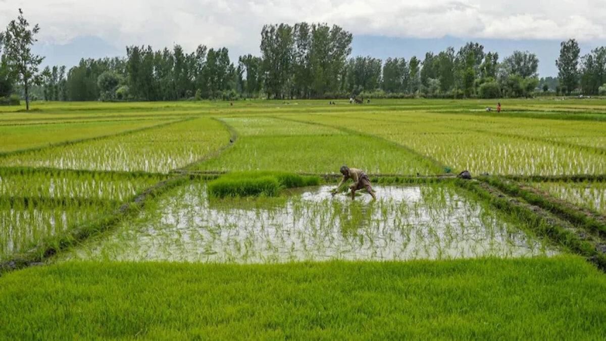 کشت برنج در هند با افزایش باران‌های موسمی شتاب می‌گیرد