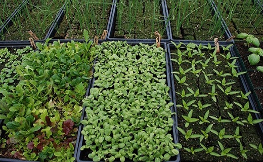 روشهای کاربردی برای تامین رطوبت گل و گیاه در خانه