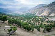 الحياة العشائرية في جنوب غرب ايران