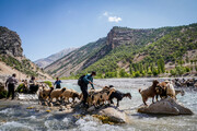 تولید قراردادی گوشت قرمز نسخه ای نو برای حل مشکل عشایر همدان