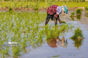 کشت برنج باوجود خشکسالی در مازندران امسال با کمترین خسارت سپری شد