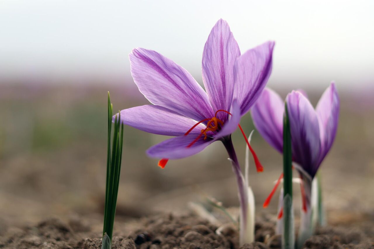 کاهش میانگین برداشت زعفران از مزارع کشور