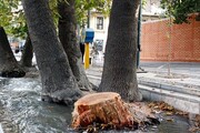 درخت‌کُشی در خیابان ولی‌عصر(عج)؛واقعیت چیست؟