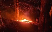 وزش باد شدید سبب آتش سوزی دوباره جنگل مرزن آباد چالوس شد