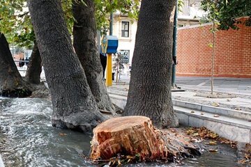 توضیح سازمان بوستان‌ها در مورد حذف و جایگزینی درختان خشک