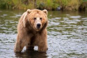 تصویر یک خرس قهوه‌ای هم در گیلان ثبت شد