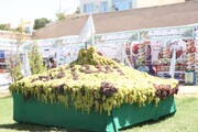 هفتمین نمایشگاه انگور در ولایت هرات برگزار شد