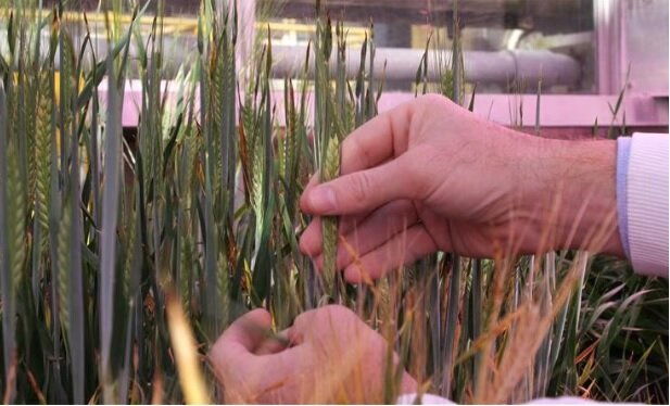 بوتههای گوجه از ریشه برای جیرهبندی آب استفاده میکنند