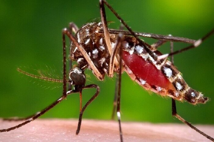 مردم به هشدارها برای جلوگیری از تکثیر پشه آئدس در آستارا توجه کنند