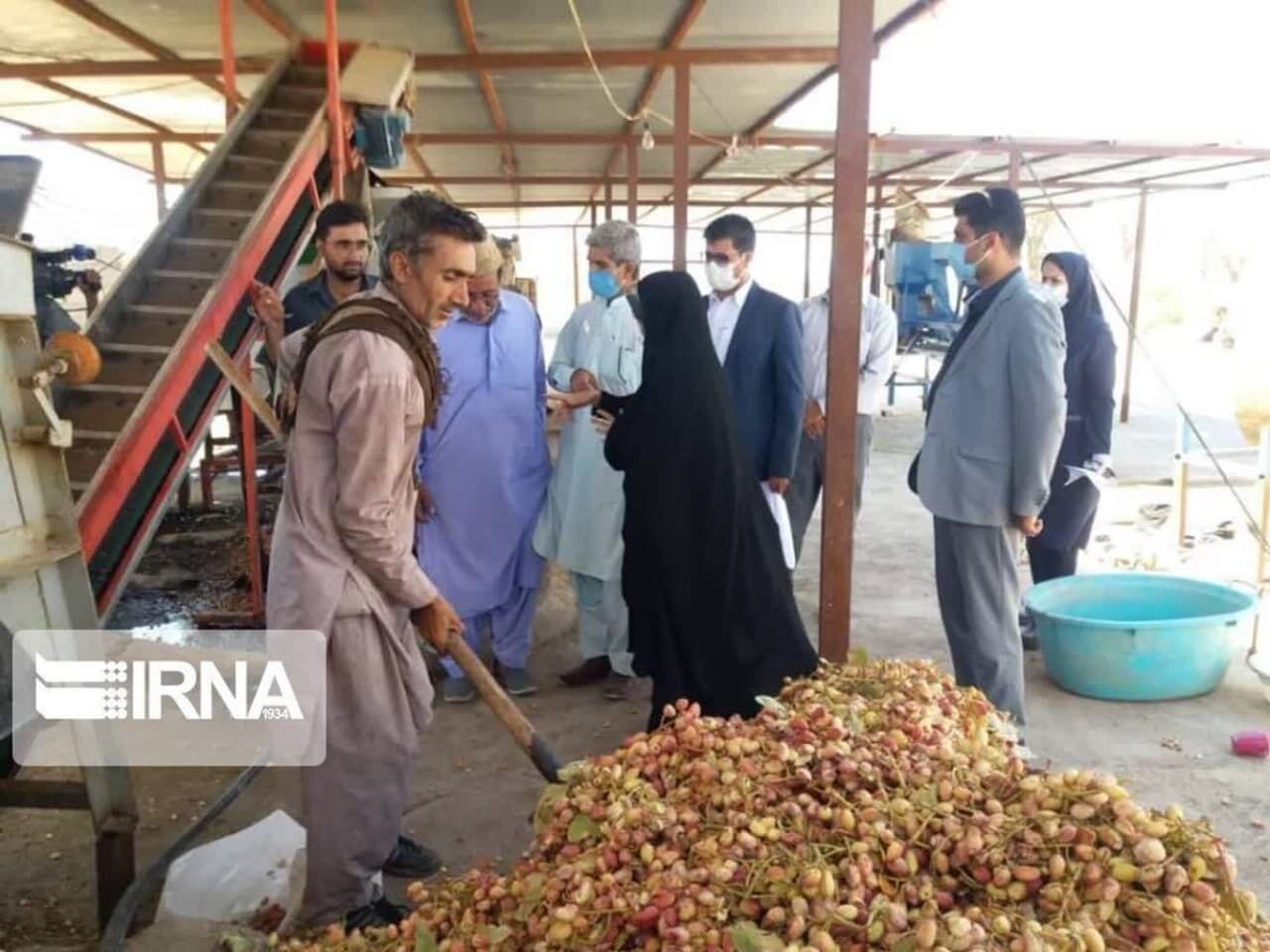 برداشت پسته در گوهرکوه تفتان آغاز شد