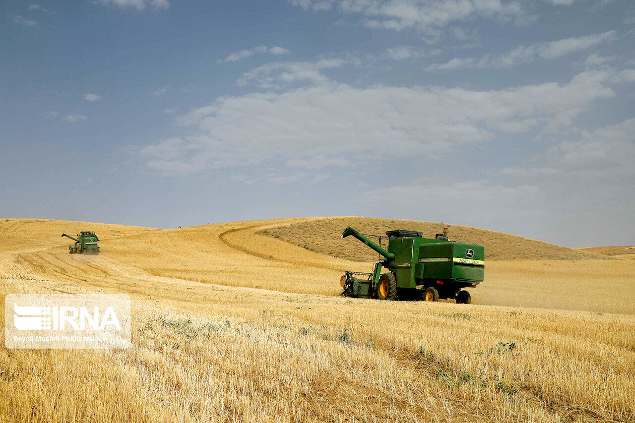 ۷۰ درصد مزارع گندم قم با بذرهای اصلاحی کشت شده‌است