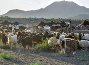 ۱۵۵۰ خانوار عشایری از خدمات دولت در شهرستان تفتان بهره‌مند هستند