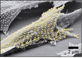 اتصال نانوذرات طلا به سلول‌های زنده با استفاده از خالکوبی