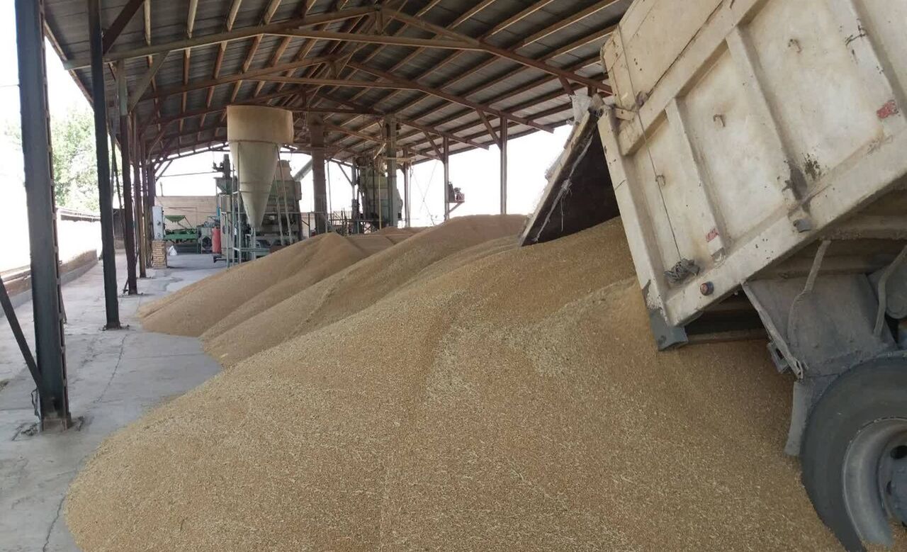 خرید گندم مازاد بر نیاز کشاورزان چهارمحال و بختیاری ۱۲۰ درصد رشد یافت