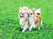 ۱۳ درصد حیوان‌گزیدگی در گنبدکاووس مربوط به سگ‌های تزیینی است
