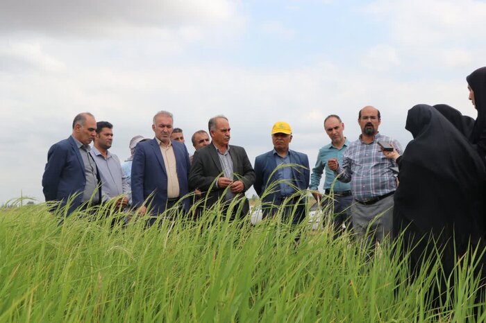 خشکه‌کاری برنج راهی برای غلبه بر کم‌آبی در مازندران