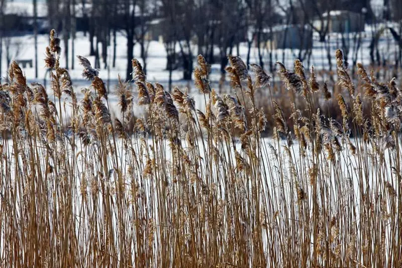 قوری گل؛ تالاب زیبای آذربایجان شرقی